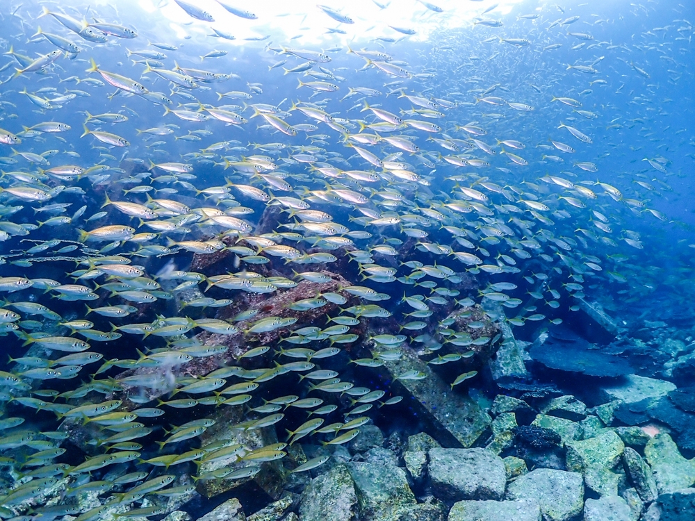 海中には魚がいっぱい！