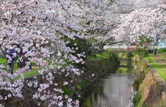 大和引地川の千本桜