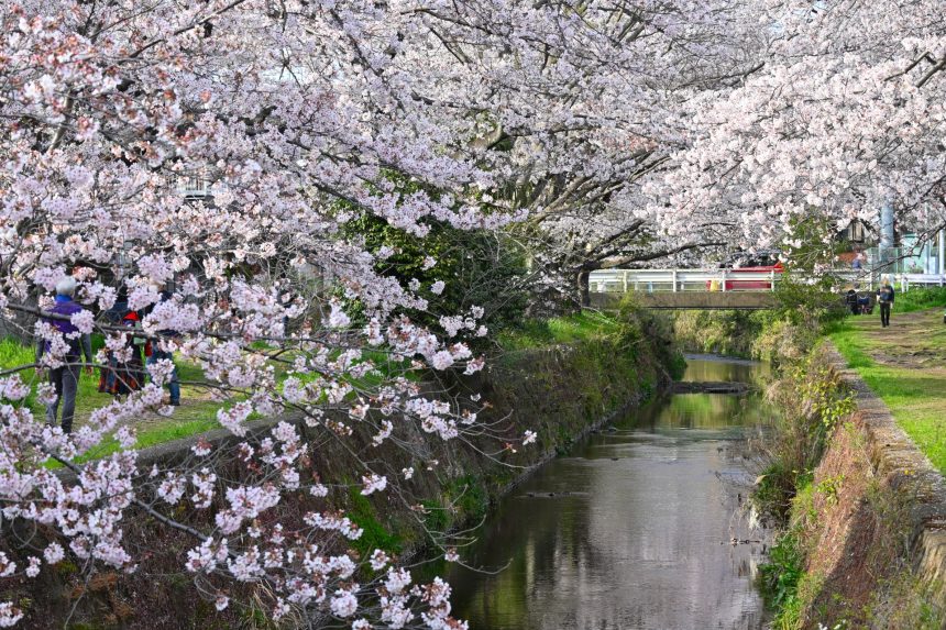 大和引地川の千本桜